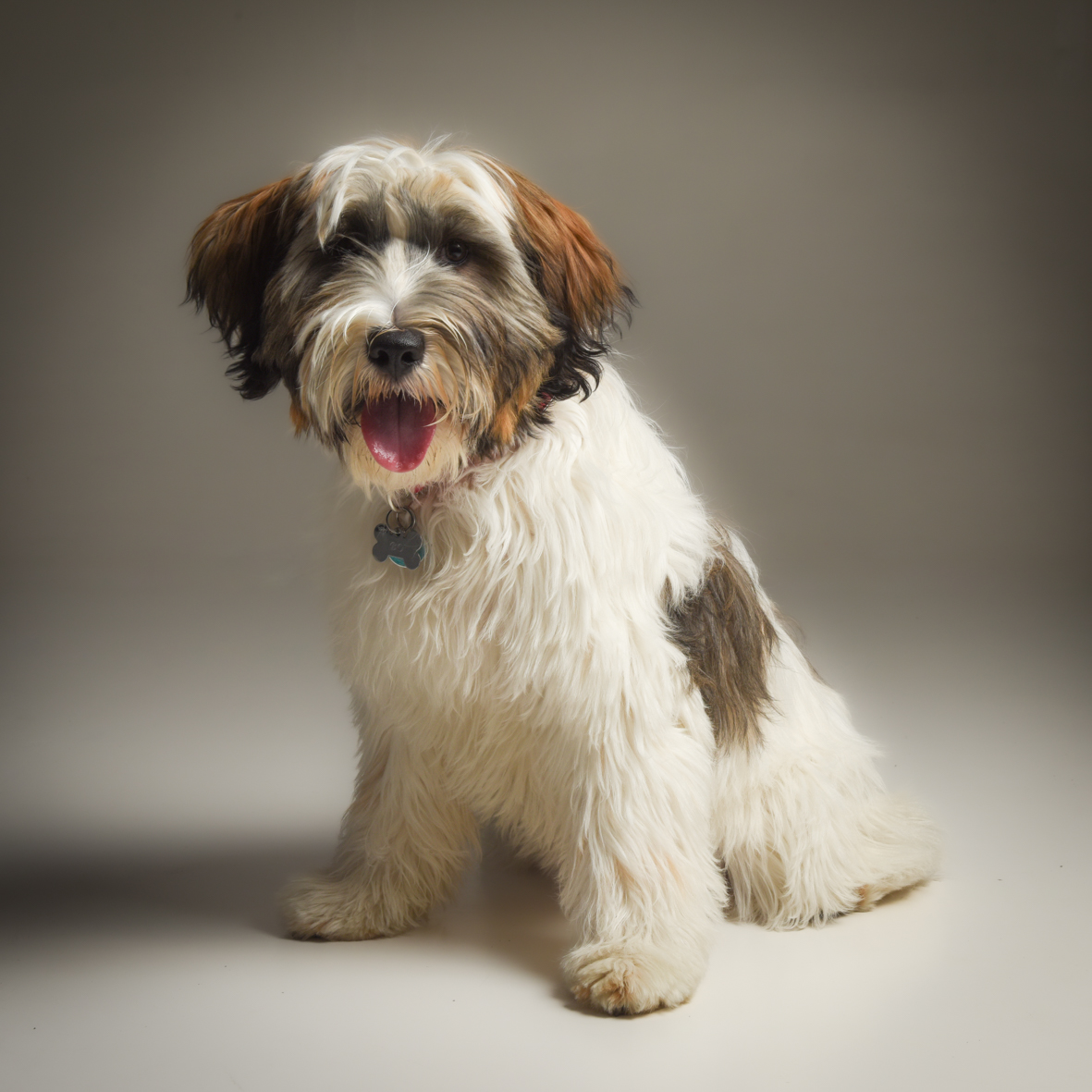 Dierenfotografie in de studio bij Fotostudio Smitz in Eeklo