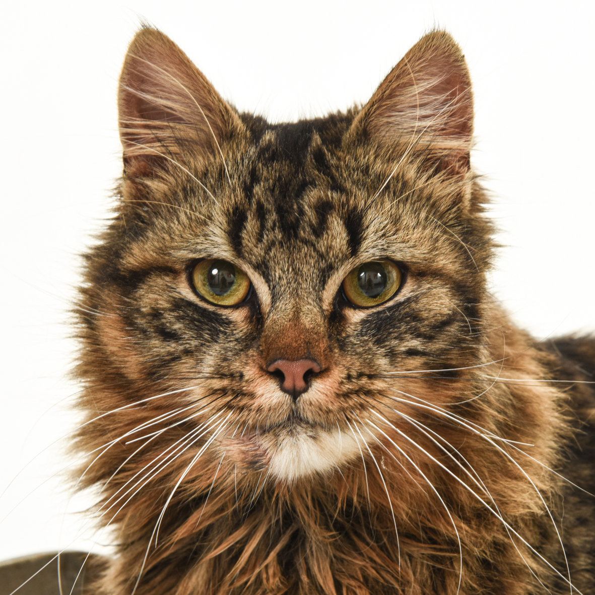 Dierenfotografie in de studio bij Fotostudio Smitz in Eeklo