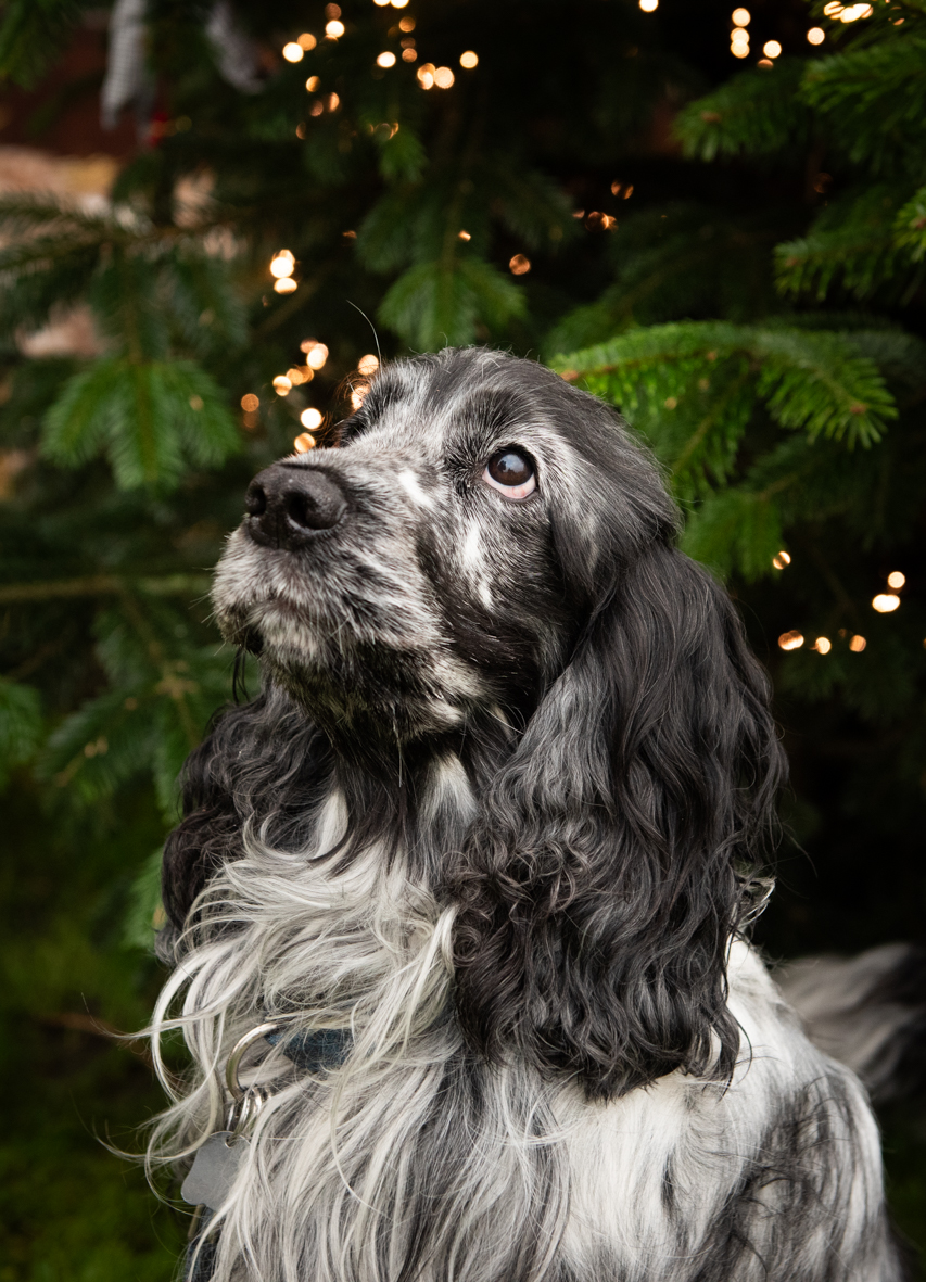 Dierenfotografie in de studio bij Fotostudio Smitz in Eeklo