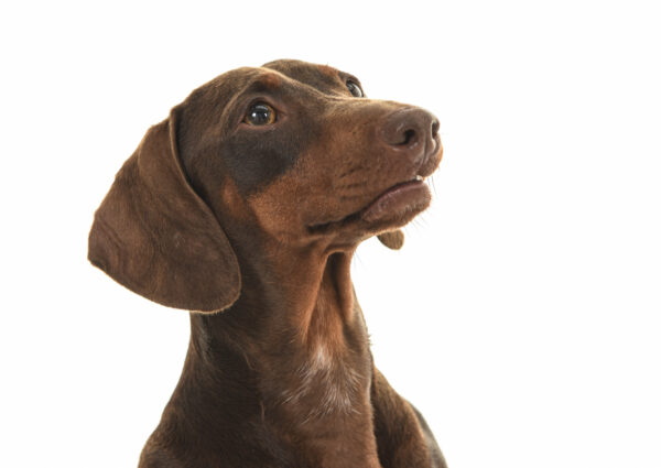 Dierenfotografie in de studio bij Fotostudio Smitz in Eeklo