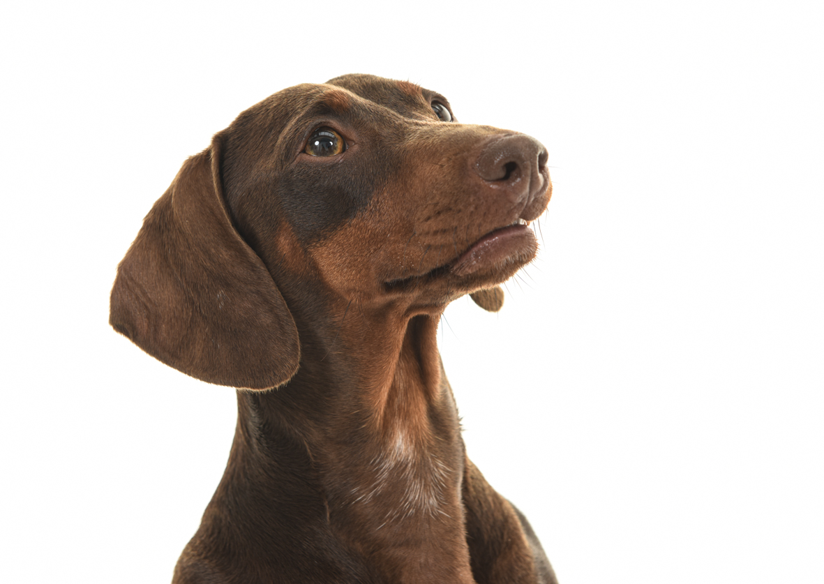 Dierenfotografie in de studio bij Fotostudio Smitz in Eeklo