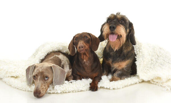 Dierenfotografie in de studio bij Fotostudio Smitz in Eeklo