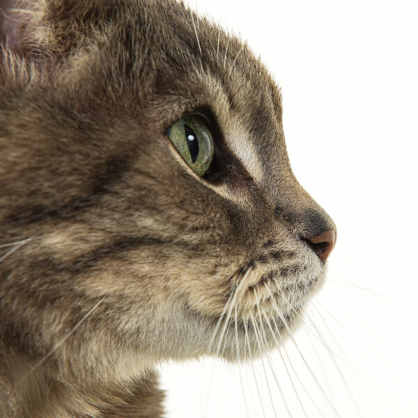 Dierenfotografie in de studio bij Fotostudio Smitz in Eeklo