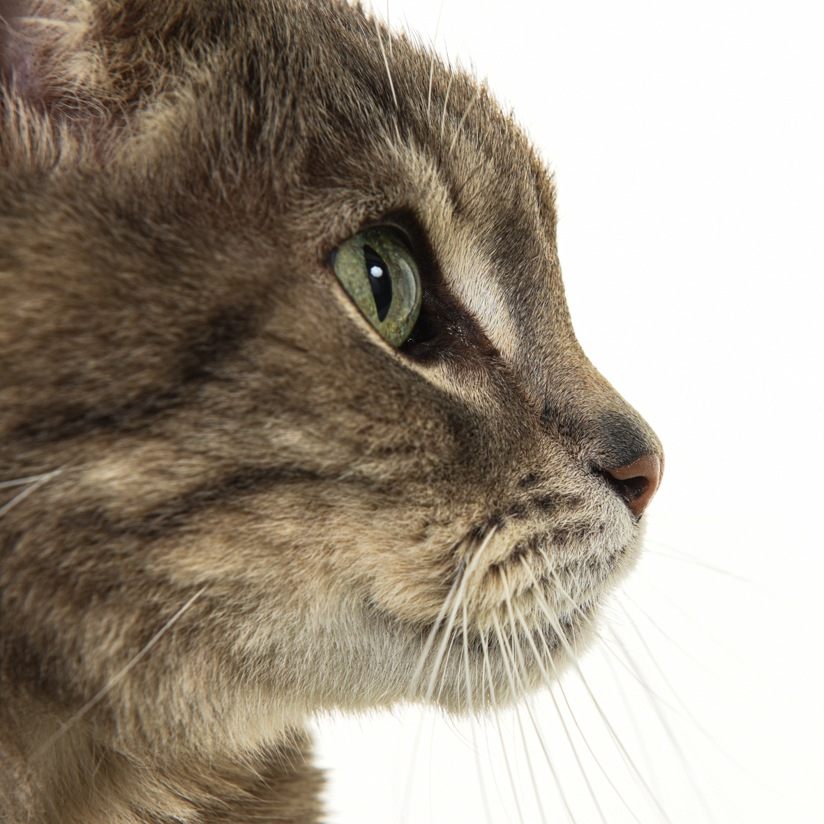 Dierenfotografie in de studio bij Fotostudio Smitz in Eeklo